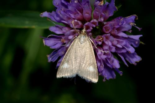 Réf. 186 567 : Udea alpinalis